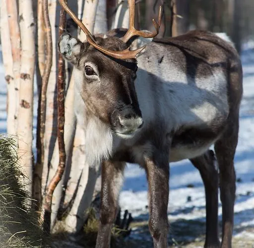 ホテル Wilderness Muotka & Igloos