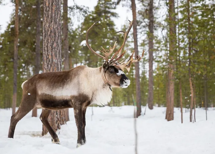 Wilderness Muotka & Igloos ホテル サーリセルカ